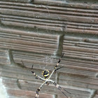 Silver argiope, Silver garden spider. Argiope Argentata