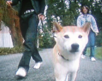 [10000印刷√] イチロー 犬 生きてる 287505-イチロー 犬 生きてる