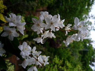 軽薄短笑 新潟県上越 妙高発 卯の花 と ホトトギス の深い関係