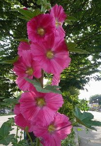 凛と した 花 213972-凛とした花の如く