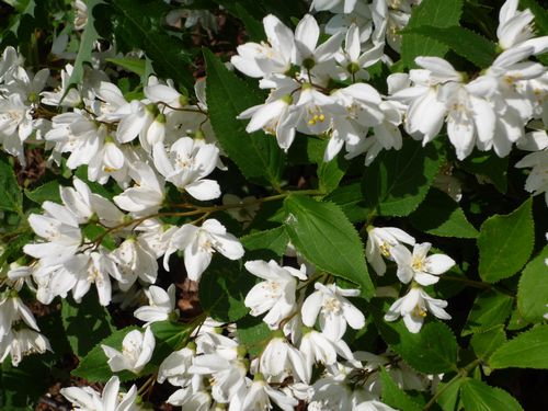 卯の花は匂いがなかった 軽薄短笑 新潟県上越 妙高発