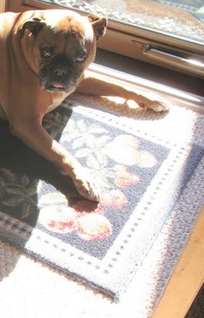 Pancho in the sunlight