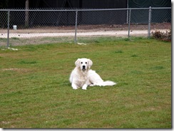 Jackie in Dog Run Emerald Coast