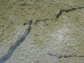 blog, bogarak, Budapest, water, under water, pocsolya, buborékok, fotók, fotók. pictures, képek, makró, virágok, nature, csodás, Alice in Wonderland