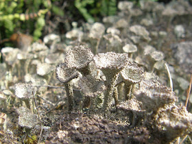 blog, bogarak, Budapest, zuzmó, zuzmók, fotók, fotók. pictures, képek, makró, virágok