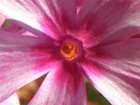 blog, bogarak, Budapest, fotók, fotók. pictures, képek, makró, virágok