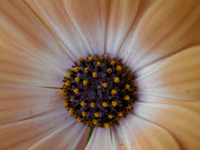 blog, bogarak, Budapest, fotók, fotók. pictures, képek, makró, virágok