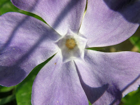 blog, bogarak, Budapest, fotók, fotók. pictures, képek, makró, virágok, Németh Sándor, Hit Gyülekezete, lelkipásztor