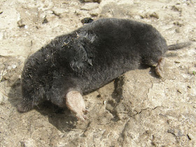 krtek, Talpa europaea, mole, vakond, vakondok, Budapest,  blog 