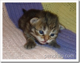 Image of warm brown tabby Siberian Kitten.