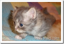 Image of blue smoke calico Siberian kitten.
