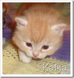 Image of red silver siberian kitten.