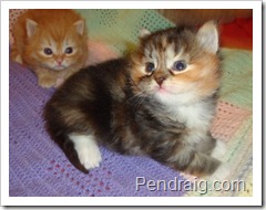 Photo of calico Siberian Kitten.