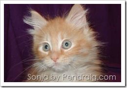 image of rare orange tabby female Siberian kitten.