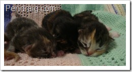 Images of Siberian Kittens at one week old in Texas.