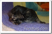 Photo of traditional black tabby siberian kitten.