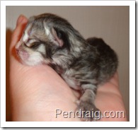 Image of silver siberian kitten.