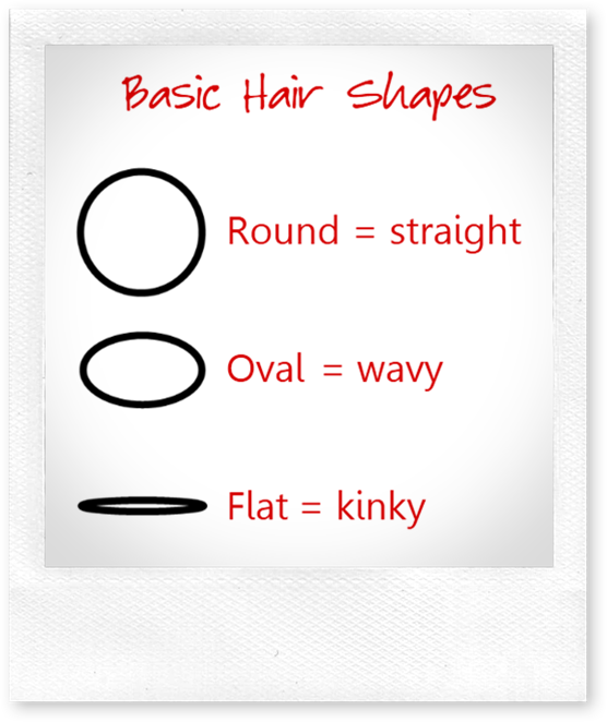 hair follicle shapes