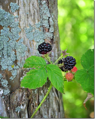 Blackraspberries-1