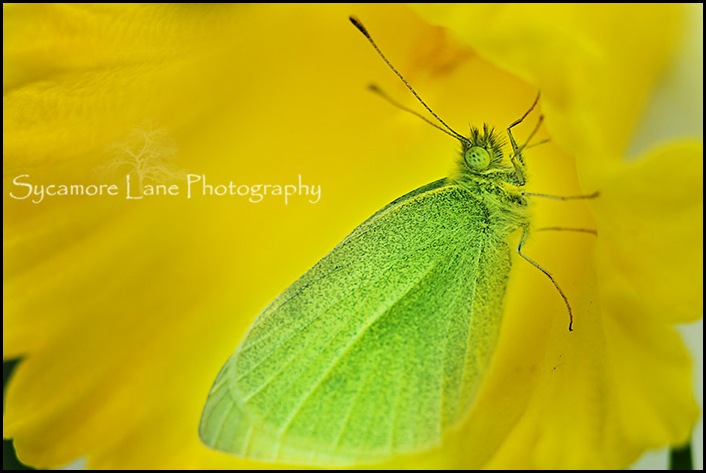 green moth-w-1