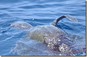 Turtle Swimming 1