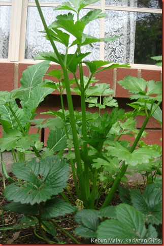 celery tendercrisp (4)