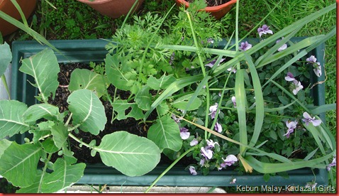 container gardening (1)