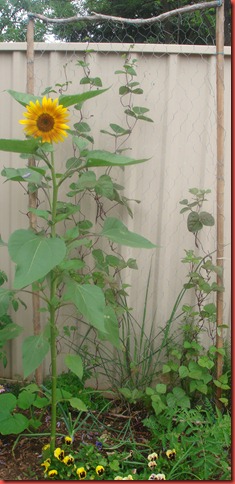 Evening sun sunflower (10)