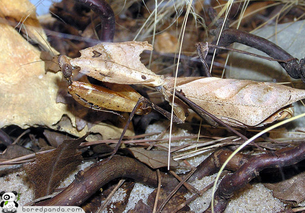 http://lh6.ggpht.com/_gKQKwLZ8XUs/S-aN1u7hXKI/AAAAAAAACnE/Q_fpj-U2lNg/s800/camouflage-dead-leaf-mantis2.jpg