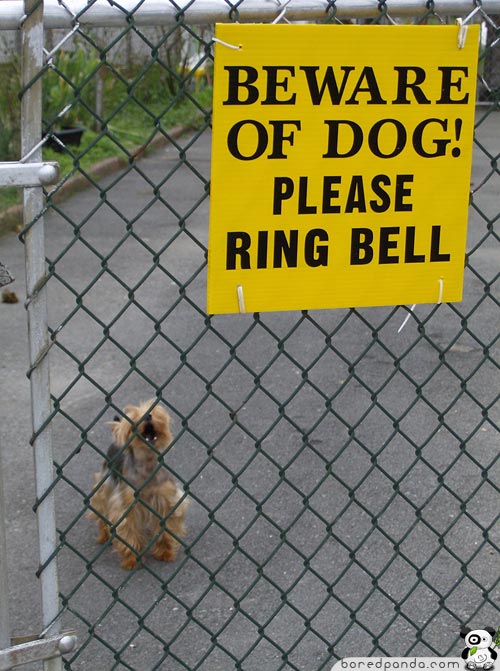 Funny-Signs-Dog-6.jpg