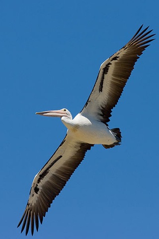 [Australian_pelican_in_flight[4].jpg]