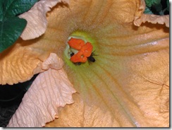 Pumpkin flower - female with two bees