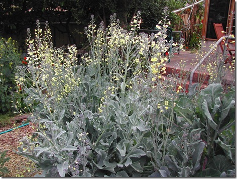 Adelaide Kitchen Gardeners How To Save Broccoli Seeds How To Save Broccoli Seeds