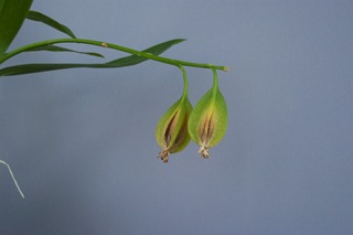 orchid Seed Capsula