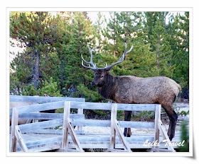 Bull Elk (雄性加拿大馬鹿), 黃石公園 Bull Elk (雄性加拿大馬鹿), 黃石公園
