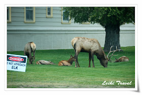 Danger! Do not approach ELK!