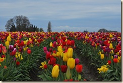 tulips and clouds