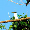 White-collared kingfisher