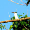 White-collared kingfisher