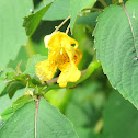 Pale Touch-me-not (Pale Jewelweed)