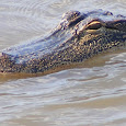 Gators in the Bernard bayou. 
