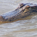 American Alligator