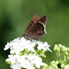 White-edged Cloudywing
