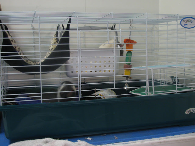 PVC piping? | The Rat Shack - Pet Rat Forum