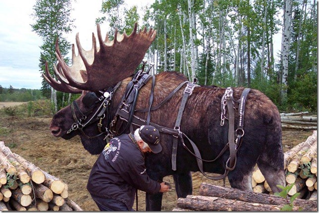 Moose at Work