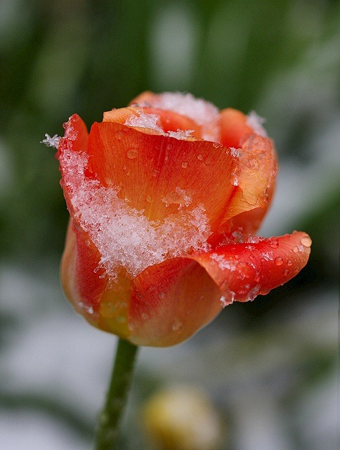 [snow on the bloom[4].jpg]