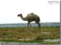 Ganga Camel