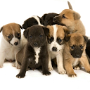 Cute Puppy Pictures mobile app icon