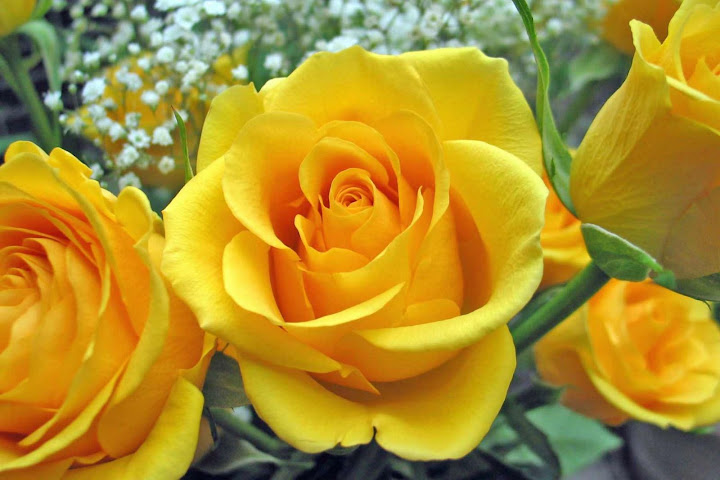 rosa-amarela_2518_1680x1050.jpg