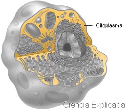 [Cytoplasm[5].jpg]